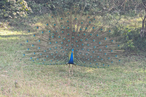 Anuradhapura: Wilpattu National Park Jeep Safari with Meals Excluding Entry Tickets