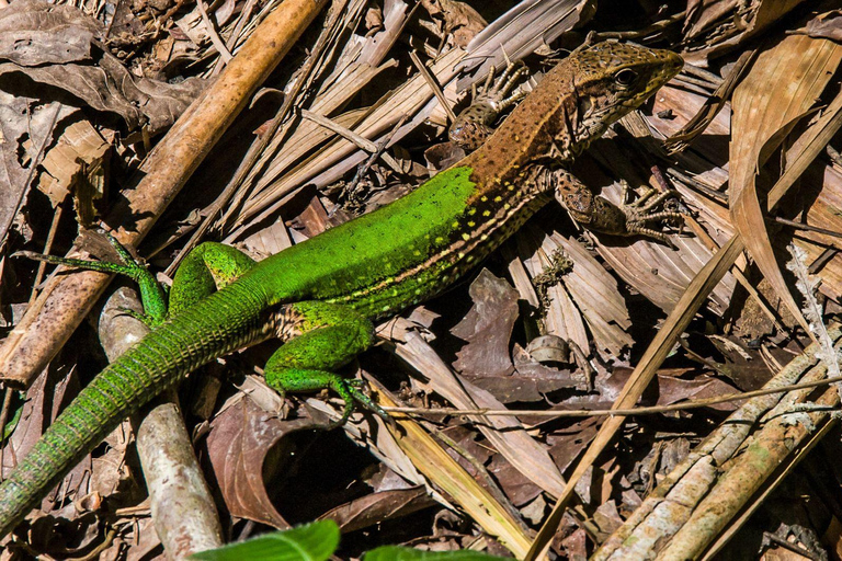 In-Depth Amazon Experience - 4 Days inside Rainforest