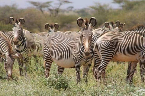 3 Days, 2 nights safari to Samburu National Reserve 3 Days private safari in a 4x4 Landcruiser jeep