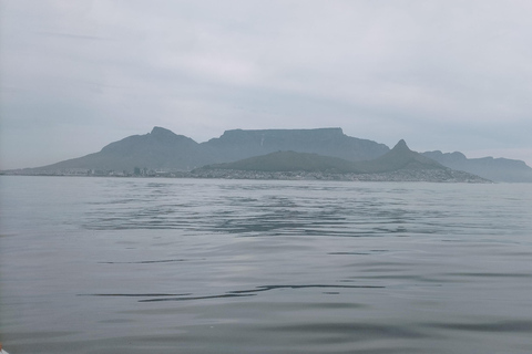 Kaapstad: safari op zee vanuit V&amp;A Waterfront