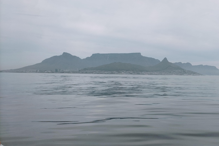 Kaapstad: safari op zee vanuit V&amp;A Waterfront