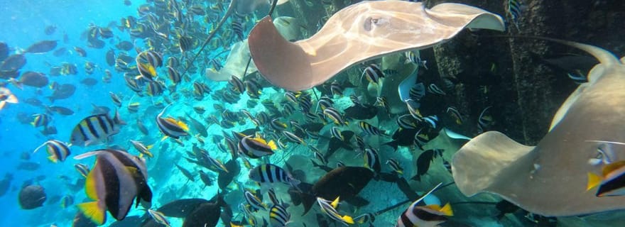 Hulhumalé : croisière au coucher du soleil avec plongée et dauphins