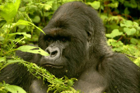 Uganda: 9-Day Roundtrip with Chimpanzee Tracking