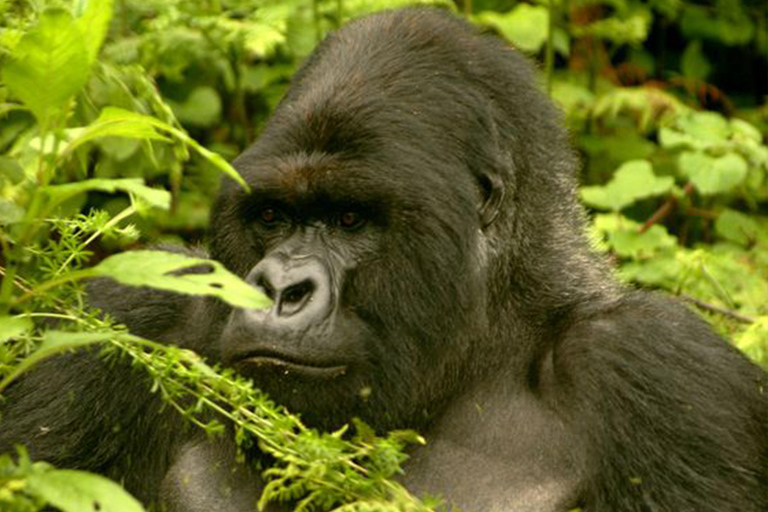 Uganda: 9-Day Roundtrip with Chimpanzee Tracking