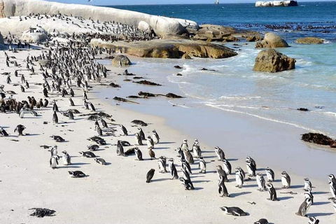 Kap det goda hoppet och Boulders Beach Privat tur