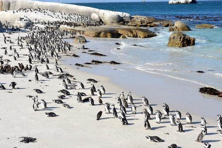 Tour particular do Cabo da Boa Esperança e Boulders Beach