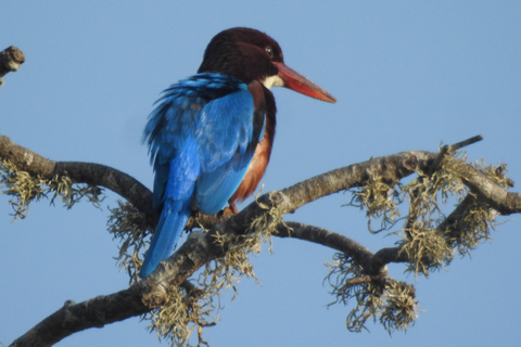 From Waligama, Mirissa, Tangalle, Yala safari & drop to Ella Yala Full day safari