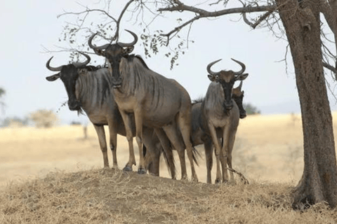 From Zanzibar: Day trip Selous Safari with lunch & flight Shared Day Safari with hotel pick up and drop off