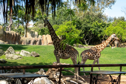 Valencia: Bioparc Valencia Admission Ticket