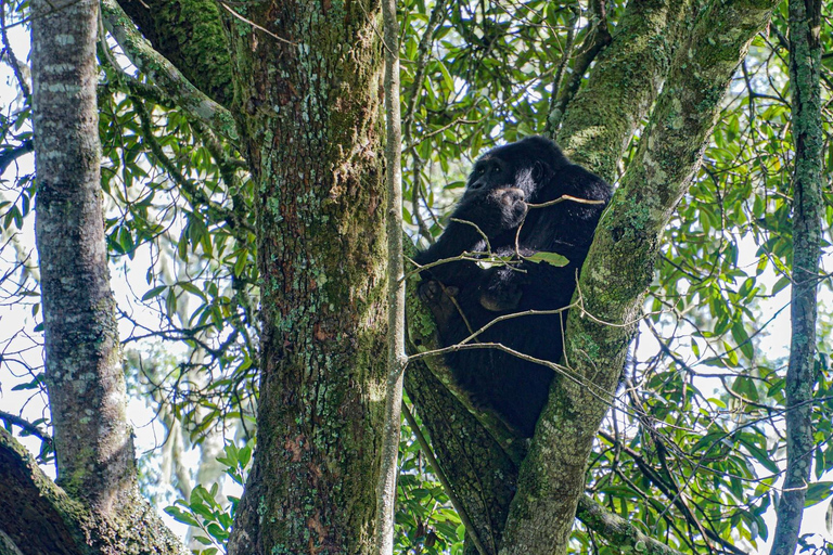 Ouganda : 19 jours de visite de la faune, des paysages et de la cultureCircuit de luxe de 19 jours pour découvrir la faune, les paysages et les cultures de l&#039;Ouganda