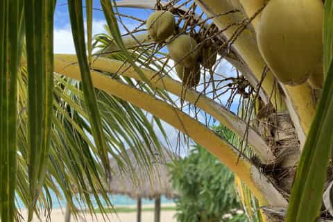 Tivua Island Full-Day Captain Cook Cruises Excursion
