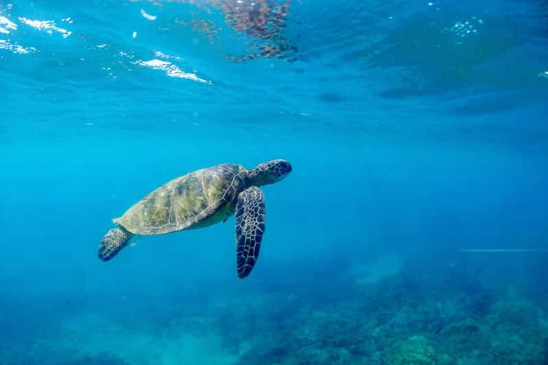 da-lahaina-turtle-town-snorkeling-a-bordo-del-quicksilver-getyourguide