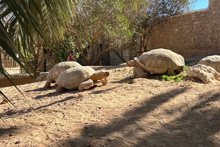 Djerba: Crocodiles, Guided Museum Tour & Free Souvenir