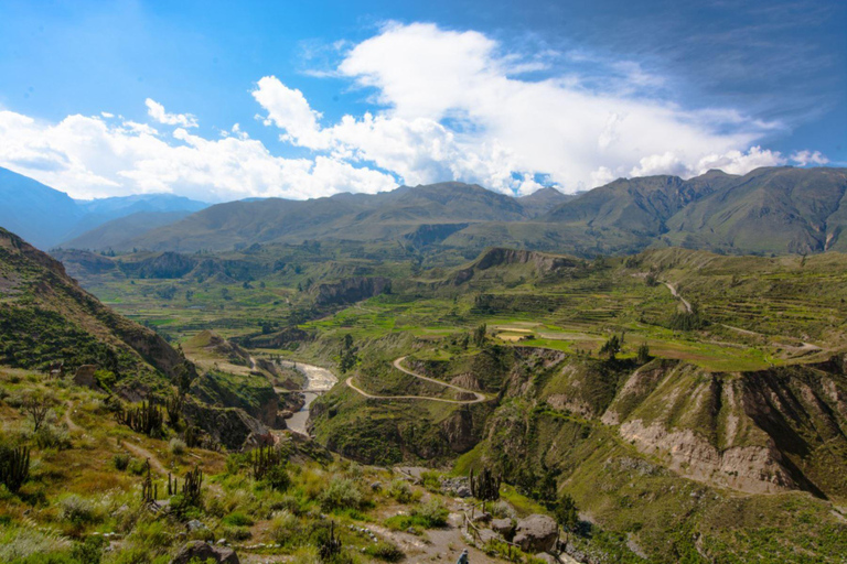 From Arequipa: Colca Canyon Full Day + thermal waters