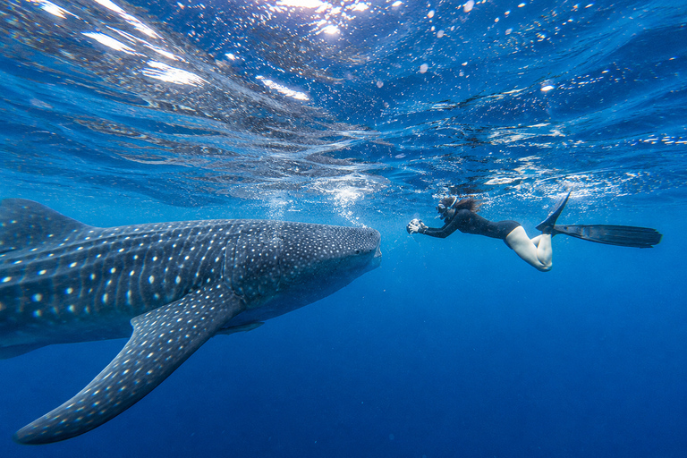 Cebu: Oslob Whale Sharks & Kawasan Canyoneering Tour Shared / Group Tour
