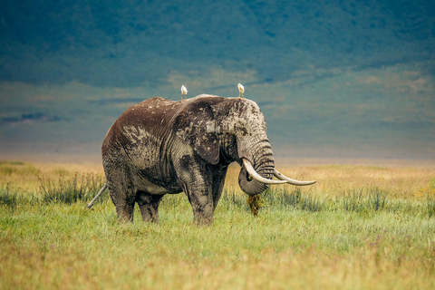 Arusha: Private 3-Day Serengeti Migration Trip