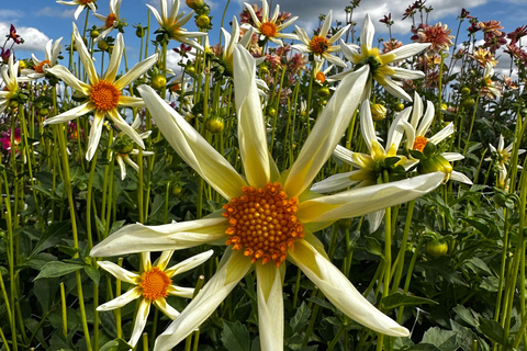 Région des bulbes : Tour cycliste des dahlias