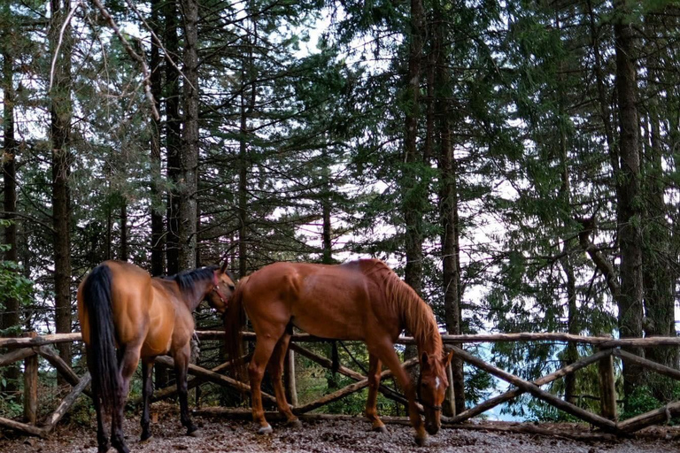 Sorrento: Horseback ride on Mount Faito with lunch Sorrento: Horseback riding excursion to Mount Faito with lunch