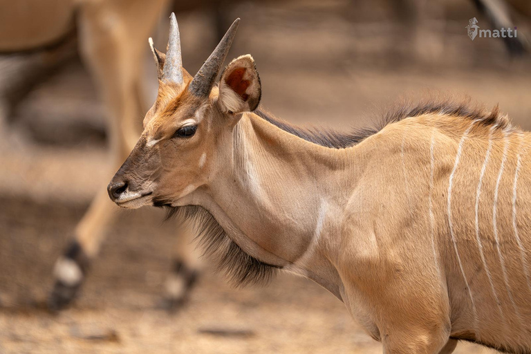 Safari z lwami i przejażdżka po rezerwacie BandiaSafari z lwami i przejażdżka łodzią w Bandii