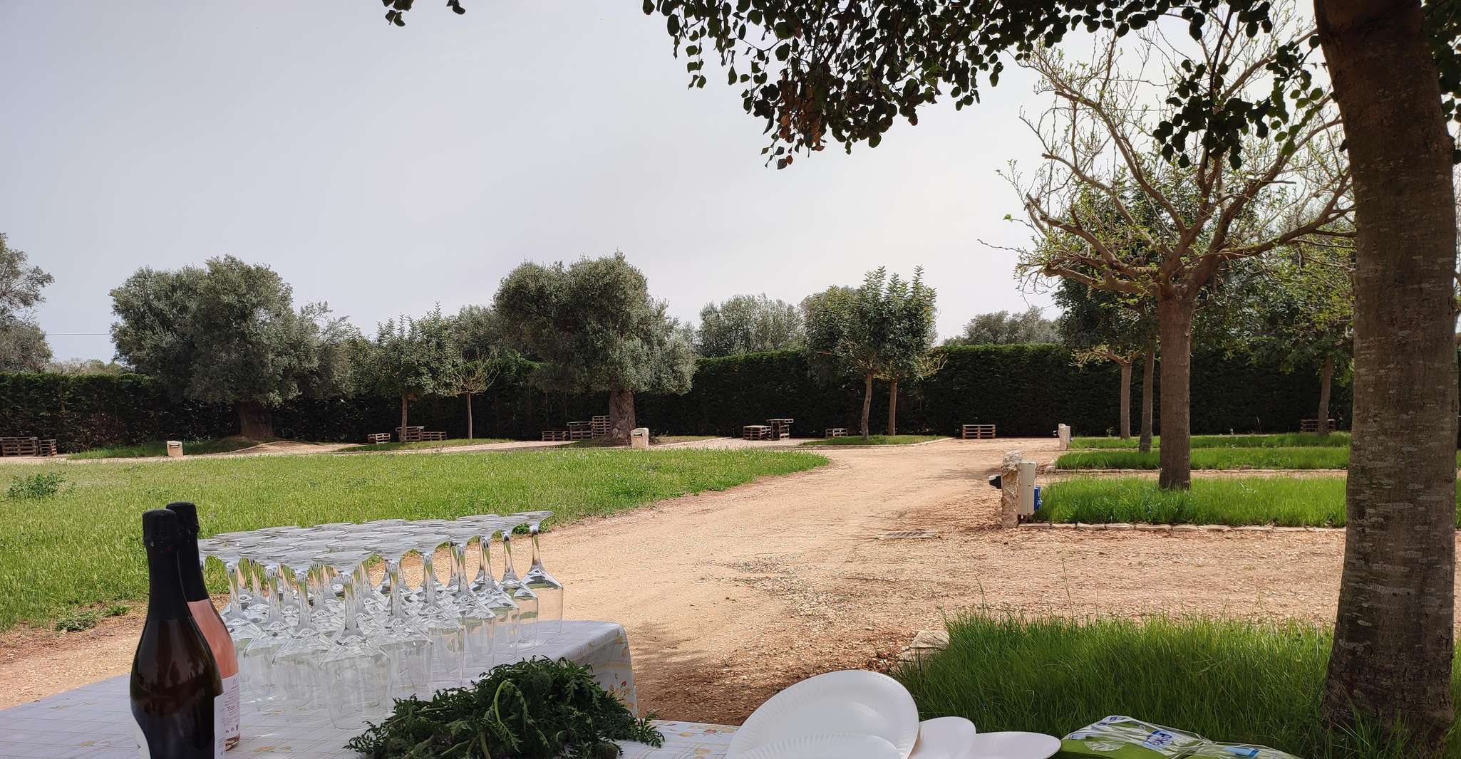 Salento: Tour guidato dell'azienda con degustazione e aperitivo Salentino