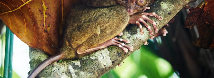 Au départ de Cebu City : Visite de la campagne de Bohol avec déjeuner en croisière à Loboc