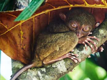 Au départ de Cebu City : Visite de la campagne de Bohol avec déjeuner en croisière à Loboc