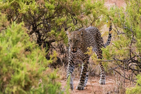 Nairobi: 3-Day Samburu National Park Safari with Pickup