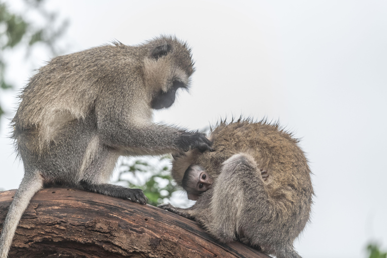 2 Days Akagera Wildlife Safari Experience