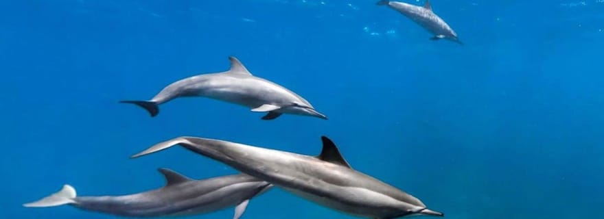 Grotte de Salaam, grotte de Kuza, restaurant The Rock, plage de Paje