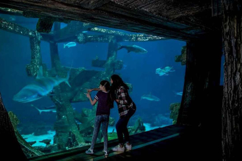 Las Vegas: acuario Shark Reef y experiencia de RV