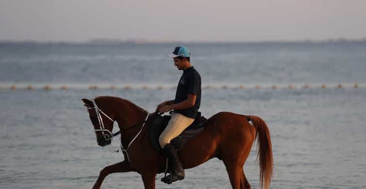 Abu Dhabi: Hudairiyat Island Horse Riding Experiences