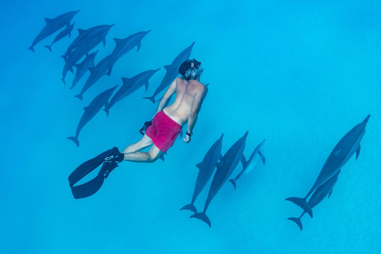 Marsa Alam: Dolphin House Adventure at Shaab Samadai Reef