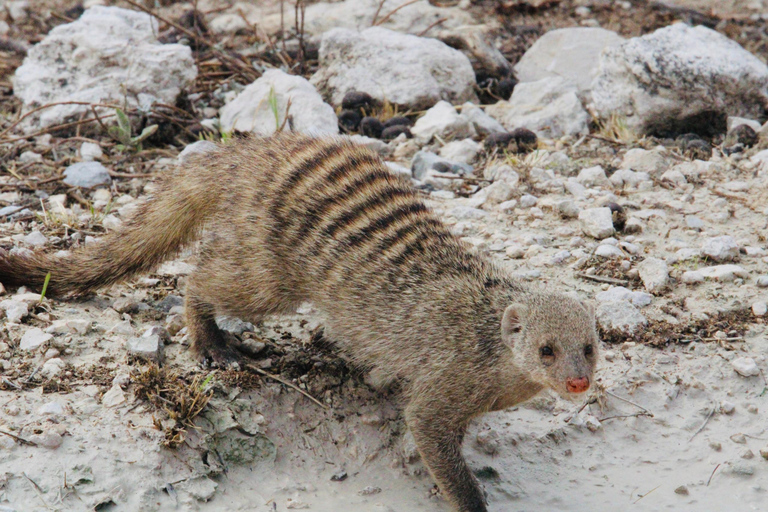Windhoek: 3-Day Guided Safari in Etosha with Lodge