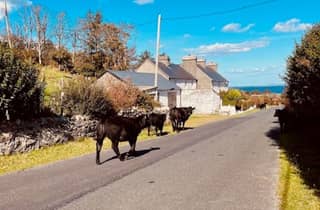 Ab Dublin: Tagestour zur Insel Achill und nach Westport