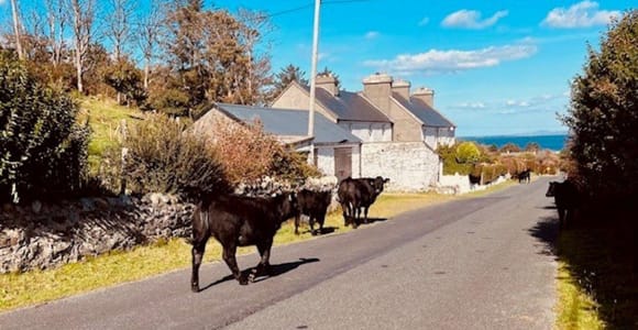 From Dublin: Achill Island, Keem Bay & Westport Day Trip