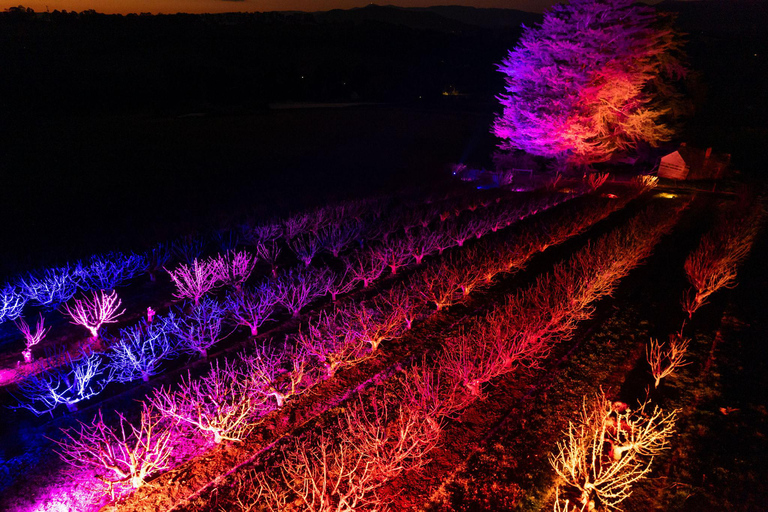 樱花之光·樱桃山
