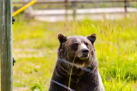 Banff: Grizzly Bear Refuge Tour with Lunch