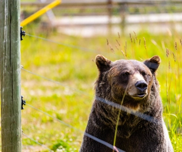 Banff: Grizzly Bear Refuge Tour with Lunch
