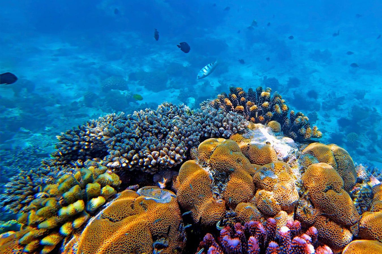 Kizimkazi Snorkeling and Dolphin full-day tour with BBQ Private Tour (All inclusive)