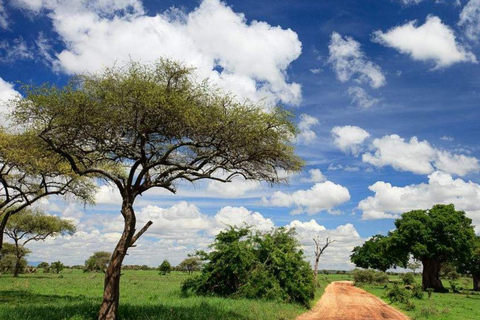 Arusha: Excursão de 3 dias ao Parque Nacional Tarangire e ao Lago Natron