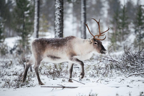 Helsinki: Buggy Ride, Reindeer Farm Visit, and Picnic