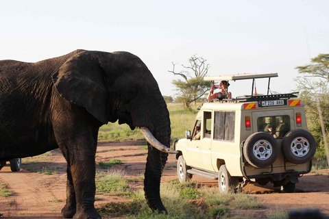 4-Day Tanzania Safari for Senior Travelers
