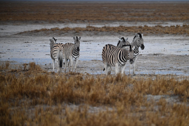 Windhoek: 3-Day Guided Safari in Etosha with Lodge