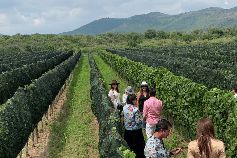 León: Visita à vinha Tierra de Luz com prova de vinhosLeón: Visita ao vinhedo Tierra de Luz com degustação de vinhos