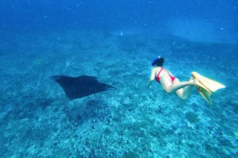 Depuis Bali : Nager avec Manta et T-rex Beach - Circuit tout compris