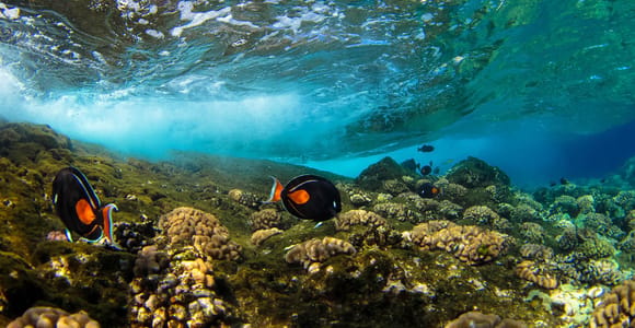 Maui: Snorkel and Sunset Sail with Water Slide & BBQ Lunch