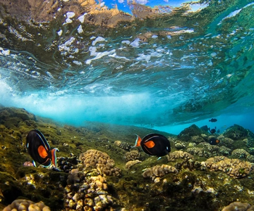 Maui: Snorkeling e navigazione al tramonto con scivolo d'acqua