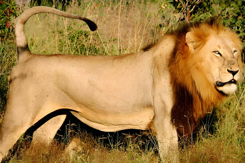 10 day Kruger and beyond photographic tour