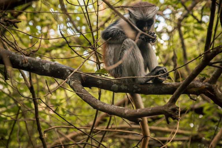 Jozani Forest Monkeys & Salaam Cave Turtles with Lunch