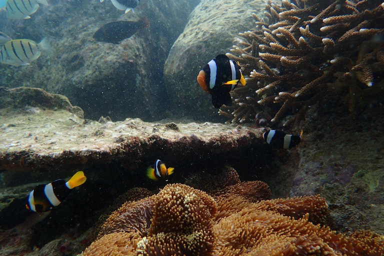 Pigeon Island Snorkeling Tour from Uppuveli Beach